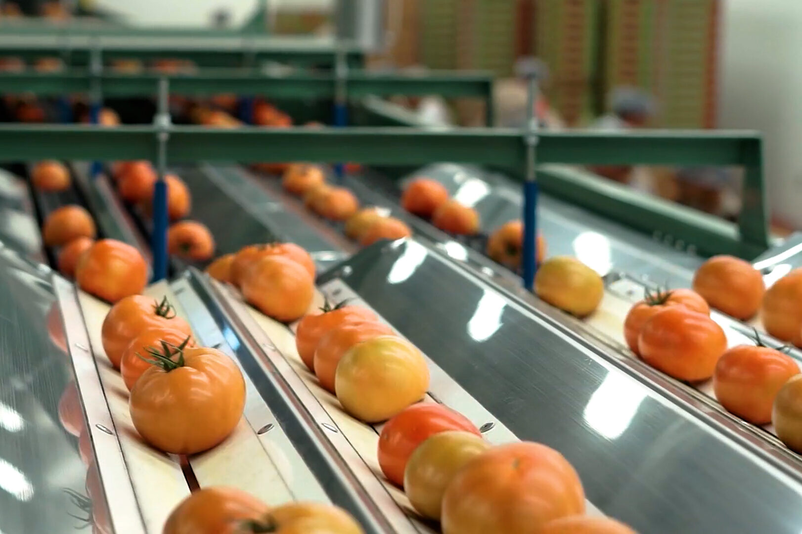 Tomatoes going over a conveyor belt